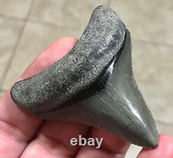 STUPENDOUS 2.59 x 2.27 POSTERIOR Megalodon Shark Tooth Fossil