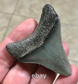 STUPENDOUS 2.59 x 2.27 POSTERIOR Megalodon Shark Tooth Fossil