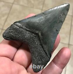 STUPENDOUS 3.46 x 2.56 Lower Megalodon Shark Tooth Fossil