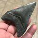 Stupendous 3.46 X 2.56 Lower Megalodon Shark Tooth Fossil