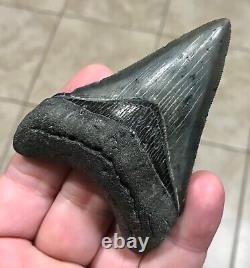 STUPENDOUS 3.46 x 2.56 Lower Megalodon Shark Tooth Fossil