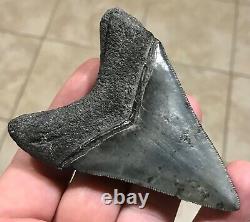 STUPENDOUS 3.46 x 2.56 Lower Megalodon Shark Tooth Fossil
