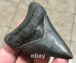 STUPENDOUS 3.46 x 2.56 Lower Megalodon Shark Tooth Fossil