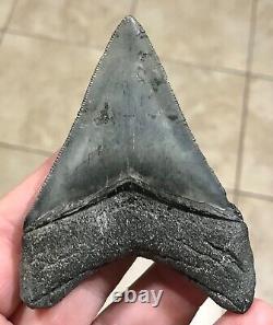 STUPENDOUS 3.46 x 2.56 Lower Megalodon Shark Tooth Fossil