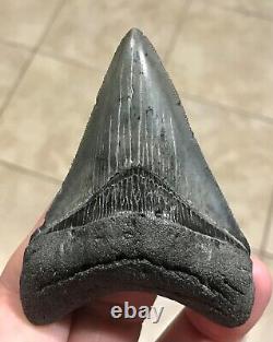STUPENDOUS 3.46 x 2.56 Lower Megalodon Shark Tooth Fossil