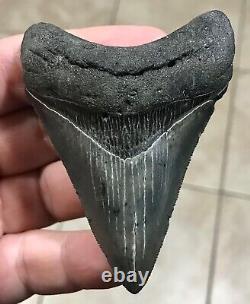 STUPENDOUS 3.46 x 2.56 Lower Megalodon Shark Tooth Fossil