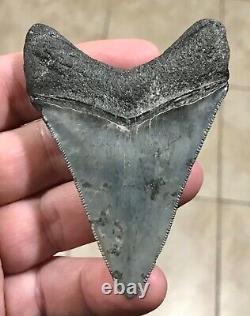 STUPENDOUS 3.46 x 2.56 Lower Megalodon Shark Tooth Fossil