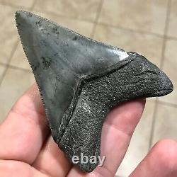 STUPENDOUS 3.46 x 2.56 Lower Megalodon Shark Tooth Fossil