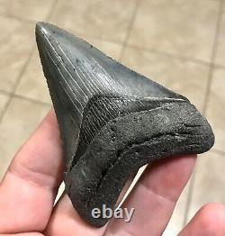 STUPENDOUS 3.46 x 2.56 Lower Megalodon Shark Tooth Fossil