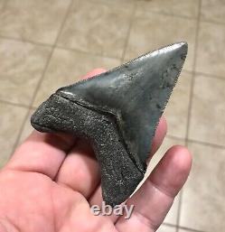 STUPENDOUS 3.46 x 2.56 Lower Megalodon Shark Tooth Fossil