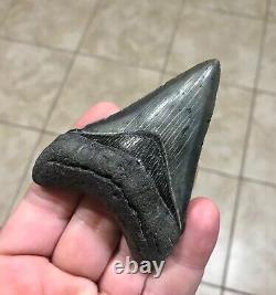 STUPENDOUS 3.46 x 2.56 Lower Megalodon Shark Tooth Fossil