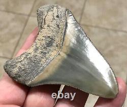 STUPENDOUS B. VALLEY 3.57 x 2.76 Megalodon Shark Tooth Fossil