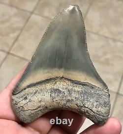 STUPENDOUS B. VALLEY 3.57 x 2.76 Megalodon Shark Tooth Fossil