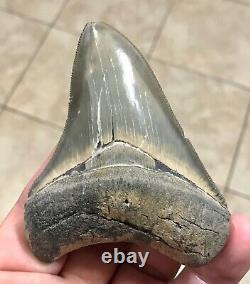 STUPENDOUS B. VALLEY 3.57 x 2.76 Megalodon Shark Tooth Fossil