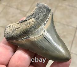 STUPENDOUS B. VALLEY 3.57 x 2.76 Megalodon Shark Tooth Fossil