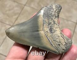 STUPENDOUS B. VALLEY 3.57 x 2.76 Megalodon Shark Tooth Fossil