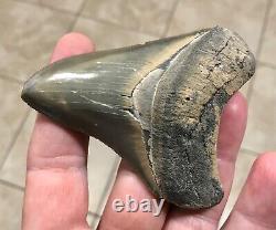 STUPENDOUS B. VALLEY 3.57 x 2.76 Megalodon Shark Tooth Fossil