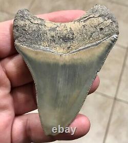 STUPENDOUS B. VALLEY 3.57 x 2.76 Megalodon Shark Tooth Fossil