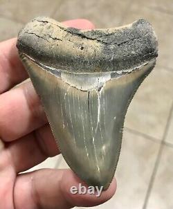 STUPENDOUS B. VALLEY 3.57 x 2.76 Megalodon Shark Tooth Fossil