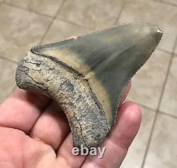 STUPENDOUS B. VALLEY 3.57 x 2.76 Megalodon Shark Tooth Fossil