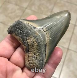 STUPENDOUS B. VALLEY 3.57 x 2.76 Megalodon Shark Tooth Fossil