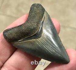 STUUUUUPENDOUSLY SWEEEEET S. W. FLORIDA LAND FIND 2.24 Megalodon Shark tooth