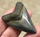 Stuuuuupendously Sweeeeet S. W. Florida Land Find 2.24 Megalodon Shark Tooth