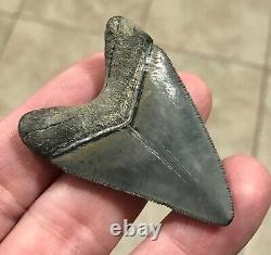 STUUUUUPENDOUSLY SWEEEEET S. W. FLORIDA LAND FIND 2.24 Megalodon Shark tooth