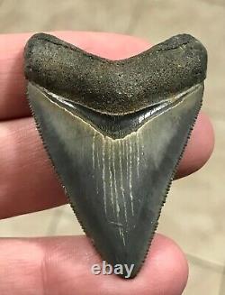 STUUUUUPENDOUSLY SWEEEEET S. W. FLORIDA LAND FIND 2.24 Megalodon Shark tooth