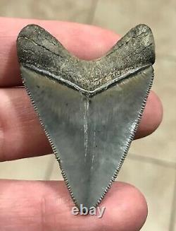 STUUUUUPENDOUSLY SWEEEEET S. W. FLORIDA LAND FIND 2.24 Megalodon Shark tooth
