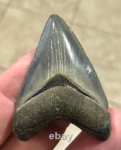 STUUUUUPENDOUSLY SWEEEEET S. W. FLORIDA LAND FIND 2.24 Megalodon Shark tooth