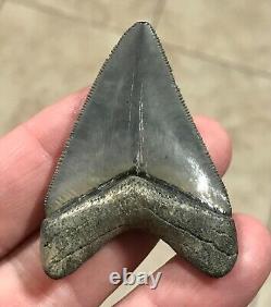 STUUUUUPENDOUSLY SWEEEEET S. W. FLORIDA LAND FIND 2.24 Megalodon Shark tooth