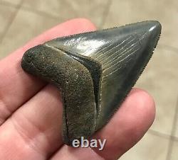 STUUUUUPENDOUSLY SWEEEEET S. W. FLORIDA LAND FIND 2.24 Megalodon Shark tooth