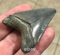 STUUUUUPENDOUSLY SWEEEEET S. W. FLORIDA LAND FIND 2.24 Megalodon Shark tooth