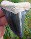 Superior Blue Colored Bone Valley Megalodon Shark Tooth. Miocene