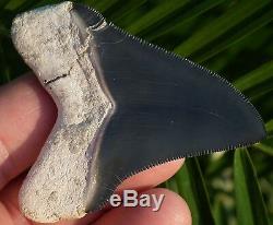 SUPERIOR Blue colored Bone Valley Megalodon Shark Tooth. Miocene