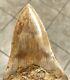 Suuuuuuper Dagger 4.62 X 2.91 Indonesian Megalodon Shark Tooth Fossil
