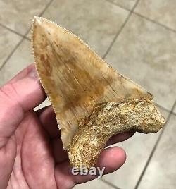 SUUUUUUPER DAGGER 4.62 x 2.91 Indonesian Megalodon Shark Tooth Fossil