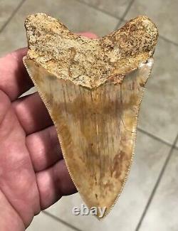 SUUUUUUPER DAGGER 4.62 x 2.91 Indonesian Megalodon Shark Tooth Fossil