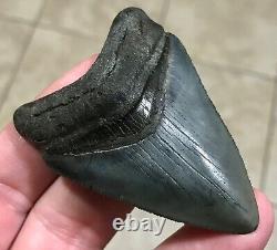 SWEETLY BULBOUS 2.77 x 1.91 Megalodon Shark Tooth Fossil