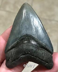 SWEETLY BULBOUS 2.77 x 1.91 Megalodon Shark Tooth Fossil