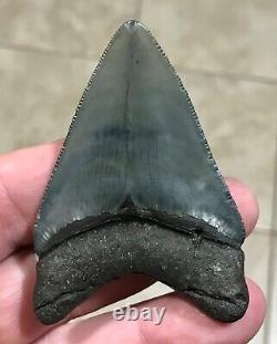 SWEETLY BULBOUS 2.77 x 1.91 Megalodon Shark Tooth Fossil