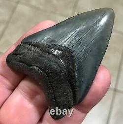 SWEETLY BULBOUS 2.77 x 1.91 Megalodon Shark Tooth Fossil