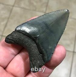 SWEETLY BULBOUS 2.77 x 1.91 Megalodon Shark Tooth Fossil