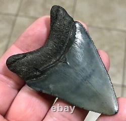 SWEETLY BULBOUS 2.77 x 1.91 Megalodon Shark Tooth Fossil