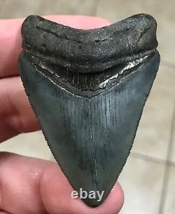 SWEETLY BULBOUS 2.77 x 1.91 Megalodon Shark Tooth Fossil