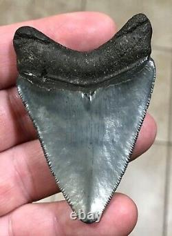 SWEETLY BULBOUS 2.77 x 1.91 Megalodon Shark Tooth Fossil