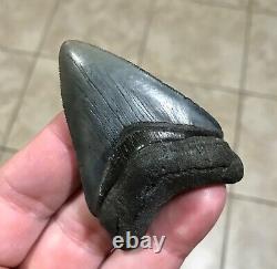 SWEETLY BULBOUS 2.77 x 1.91 Megalodon Shark Tooth Fossil