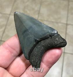 SWEETLY BULBOUS 2.77 x 1.91 Megalodon Shark Tooth Fossil