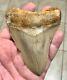 Sweetly Elegant 4.33 Indonesian Megalodon Shark Tooth Fossil-see Pics